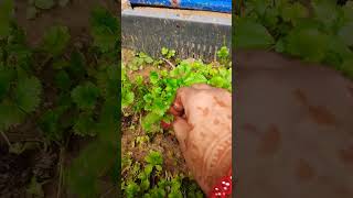 Dhaniya patta harvestingshortsviral viralshort youtube [upl. by Saxena]