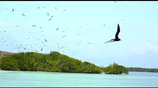 Reserva de la Biosfera Calakmul Campeche [upl. by Orit]