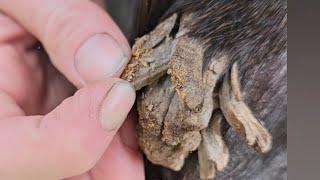 multiple large horse chestnut removal oddly satisfying trimming equine skin care horsecare skin [upl. by Dulcy]