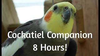 Cockatiel Companion 8 HOURS OF COCKATIEL SOUNDS Mega Compilation [upl. by Yhpos235]