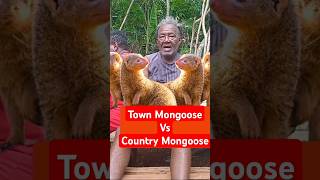 Mongoose In Town funnyvideo wildlife [upl. by Olrac]