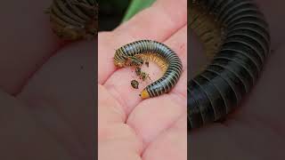 Millipede myriapod Playa del Carmen Mexico tropical Caribbean jungle animal life nature explore [upl. by Marji]