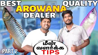 Best Kolathur Aquarium Shop for Giant Fishes  Cheapest Arowana Fish Dealer  Sri Baba Aquarium [upl. by Atteoj]