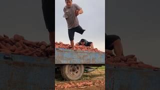 Woodworking farmers😭😱🤯💯 youtubeshorts farming recpect agriculture trending shorts viralshort [upl. by Anam59]