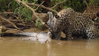 Jaguar Attacks Caiman Crocodile [upl. by Menken507]