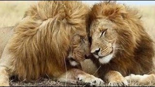 Les Lions 4  Mammifères  Documentaires Animaliers [upl. by Cristina]