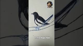 How to Draw Magpierobin । Magpie Drawing Easy shorts magpie kuchsikho [upl. by Napier739]