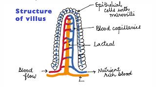 HUMAN PHYSIOLOGY DIGESTION AND ABSORPTION VILLI MICROVILLI AND STRUCTURE OF VILLUS ISCCBSE 11 [upl. by Thema510]