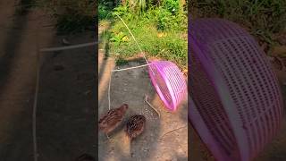 Creative Quail Bird Trap Using Basket birds ytshorts [upl. by Olivette]