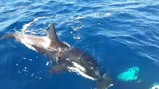 Video captures stunning moment of orca killing great white shark [upl. by Dora473]