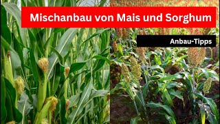 Mischkultur Mais mit Sorghum  AnbauTipps [upl. by Ayrolg180]