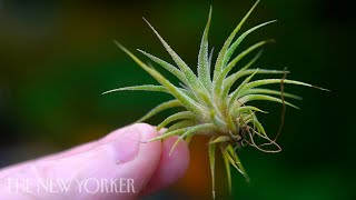 How Air Plants Grow Without Soil  The New Yorker [upl. by Akiehsat30]