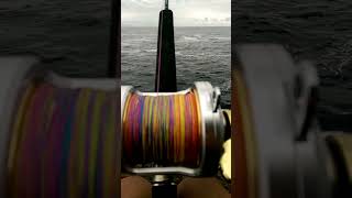 Shimano Talica 25 2 Speed in action [upl. by Pool]