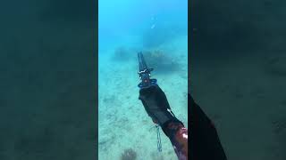 Tusk Fish Spearfishing [upl. by Yahs]