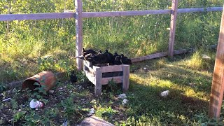 Young Copper Maran Chickens  Guinea Keet [upl. by Seagraves]