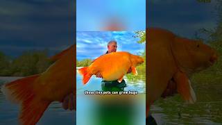 Giant Goldfish How Big Can They Get [upl. by Lose]