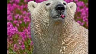 Canadian Photographer Captures Polar Bears Playing In Flower Fields [upl. by Htiekal428]