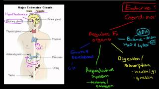 Introduction to the Endocrine System [upl. by Arremat]