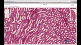 Histology Helper  Urinary System Histology [upl. by Ivgnout]