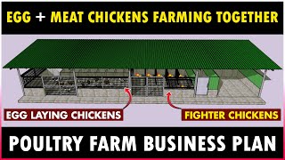 Egg Laying Chickens and Rooster Farming Together  Poultry Farm Business Plan [upl. by Alanson]