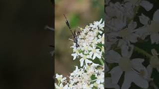 A remarkable parasitic wasp feeding on Hogweed [upl. by Chicky621]