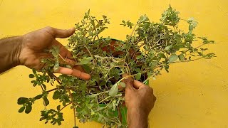 How to Grow Big Purslane Plant using Small Purslane weed  how to propagate Purslane Plant easy12 [upl. by Micah471]