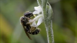 Orchid pollination 19 Pollination of Spiranthes spiralis by Halictus simplex [upl. by Aibun575]