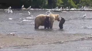 128 Grazer and Her Cubs Take Over the Island  July 19 2024 exploreorg [upl. by Scribner799]