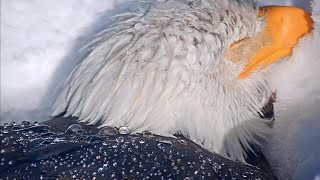 FOBBV🦅Spring Snow Storm❄️Jackie Buried In Snow❄️Shadows Waterproof Feathers On Display😊20240330 [upl. by Nawram]