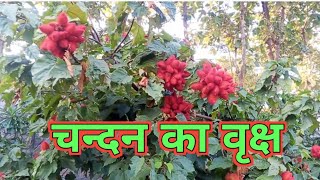 चन्दन का पेड़ CHANDAN TREE 🌲🌲🌲  NEW VLOG CHANDAN TREE  SUBSCRIBE NOW [upl. by Coopersmith]