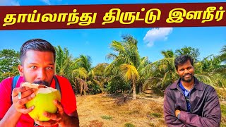 தஞ்சாவூர் தமிழனின் இளநீர் கடை  Thailand Coconut Farm🇹🇭  Jaffna Suthan [upl. by Adiahs903]