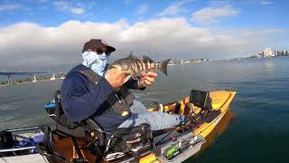 Coronado San Diego Bay Fishing August 24 2024 [upl. by Anitsim885]