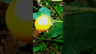 organic solanum caltivation  🏕🌄unlimited plant caltivation channel [upl. by Akirat]