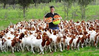 Why Dont You Need A Big Land to Raise Goats My Journey to Create a Successful Freerange Farm [upl. by Imhskal754]