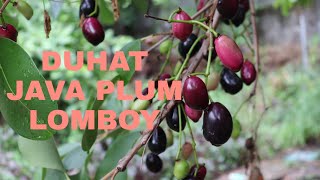 How to eat Java Plum Duhat Lomboy PINOY STYLE [upl. by Erotavlas]