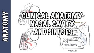 Clinical Anatomy  Nasal Cavity and Sinuses [upl. by Adnov]