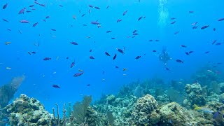 Eleuthera Bahamas Coral Reef Habitat Exploration for Mrs Saddler’s Class [upl. by Zitella]