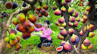 Secret Recipe Cook Plum Fig Fruit by Wood Best Tasty Easy  Harvest Wild Fig Traditional in Forest [upl. by Ursola977]