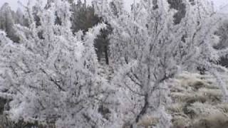 Hoar Frost in the forest [upl. by Myrtle451]