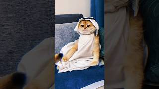 Bizdeki kediler karizmatik ğŸ˜‚ dubai kedi [upl. by Irtimed]