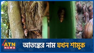 এবার শামুক নিয়ে আতঙ্ক  Snail  African Gaint  Kishorganj  ATN News [upl. by Lisle333]