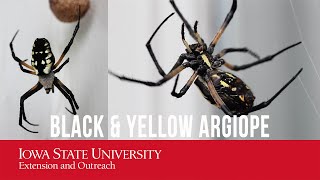 Black amp Yellow Argiope Spider Hawkeye Spider Yellow Garden Spider Steeler Spider ZigZag Spider [upl. by Joane]