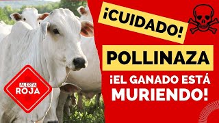 🚨¡ALERTA🚨 LA POLLINAZA ESTÁ MATANDO A TU GANADO [upl. by Hayikat510]