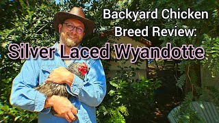 Backyard Chicken Breed Review Silver Laced Wyandotte Hens [upl. by Atilem]