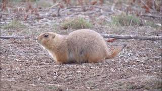 Adorable BlackTailed Prairie Dog in Boulder Colorado [upl. by Anoirtac48]