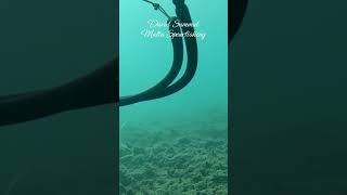 What a Shot fishing underwater fish scubadiving spearfishing pesca sub viralvideo marine [upl. by Initsed215]