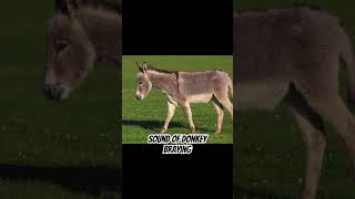 Sound of donkey braying donkey braying animals farm [upl. by Airan]