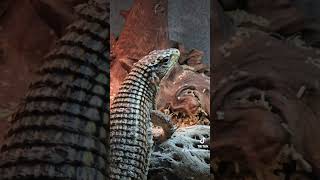 Meet The Exotic ColdBlooded Lizards  Conoce A Los Exóticos Lagartos De Sangre Fría [upl. by Dianemarie]