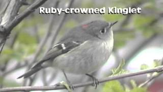 Regulus calendula  Rubycrowned Kinglet [upl. by Nytsua613]