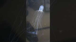 Hydroid Bioluminescence  Telonicher Marine Lab sciencefacts animal biology [upl. by Niltyak]